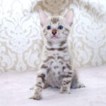 Parker-male-bengal-cat-puppy-for-sale-1 (2)