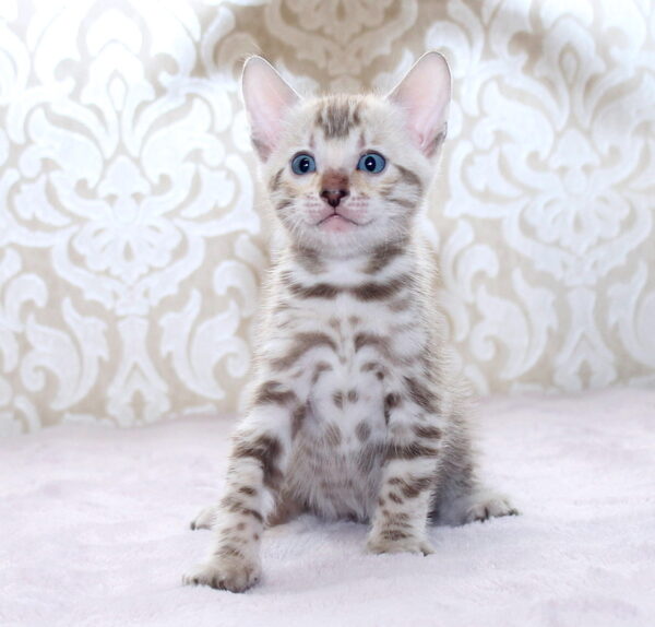 Parker Bengal Parker Bengal