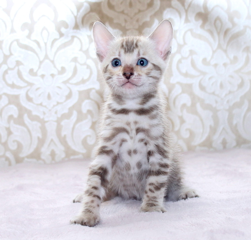 Parker Bengal