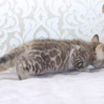 Parker-male-bengal-cat-puppy-for-sale-1 (3)