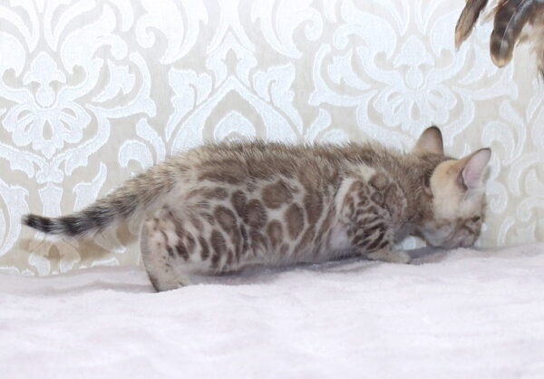 Parker Bengal Parker Bengal