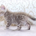 Parker-male-bengal-cat-puppy-for-sale-1 (4)