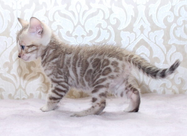 Parker Bengal Parker Bengal