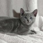 Artos Russian Blue