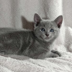 Partos Russian Blue