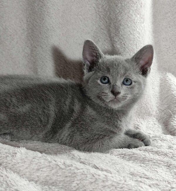 Partos Russian Blue