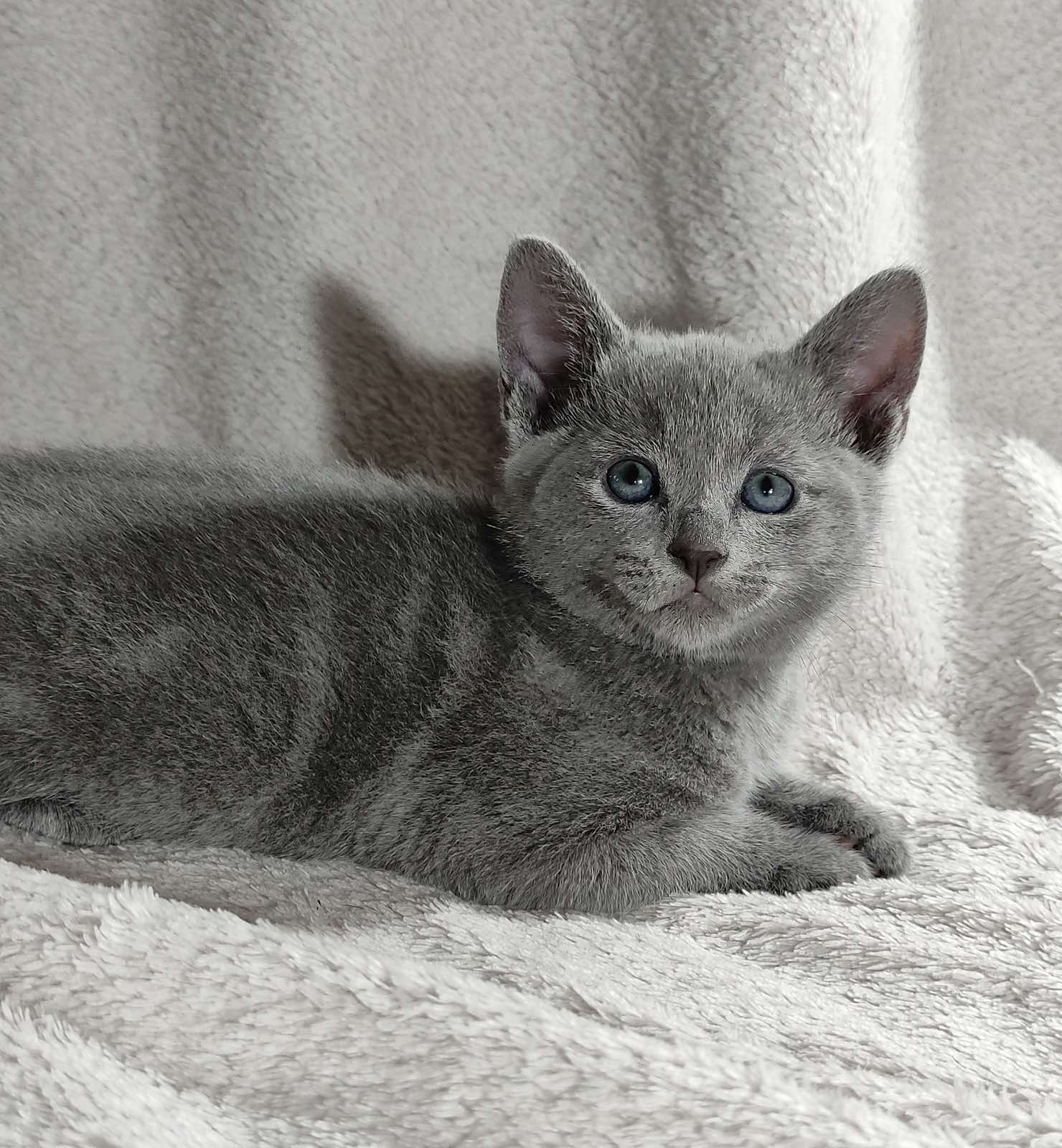 Partos Russian Blue