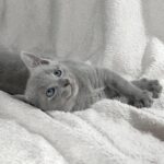 Partos-male-Russian-Blue-cat-puppy-for-sale-1 (2)