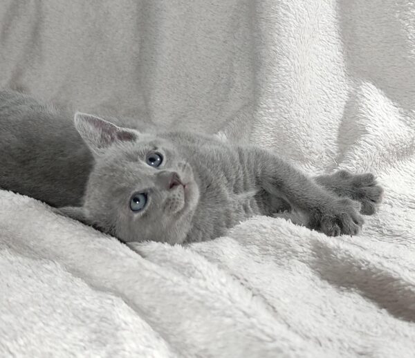 Partos Russian Blue