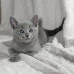 Partos-male-Russian-Blue-cat-puppy-for-sale-1 (3)