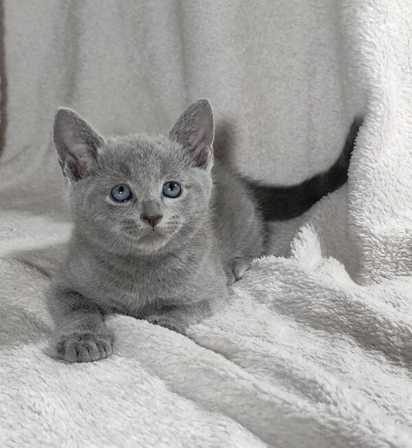 Partos Russian Blue