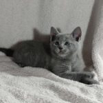 Partos-male-Russian-Blue-cat-puppy-for-sale-1 (4)