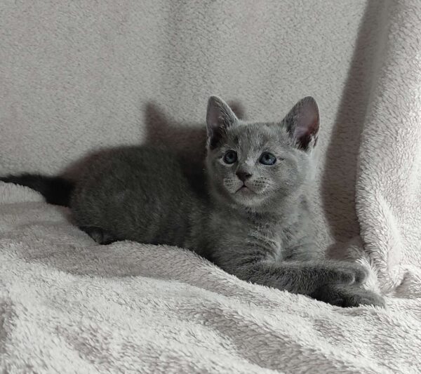 Partos Russian Blue