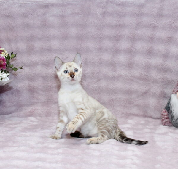 Parvin Bengal
