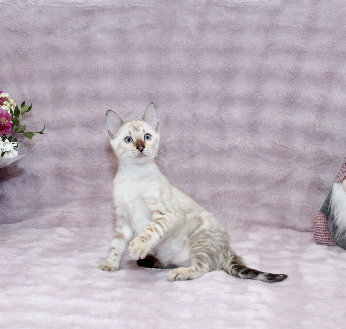 Parvin Bengal