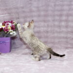 Parvin-male-bengal-cat-puppy-for-sale-1 (3)