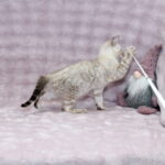 Parvin-male-bengal-cat-puppy-for-sale-1 (4)