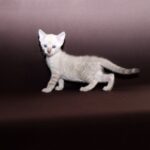 Prime-male-bengal-cat-puppy-for-sale-1 (1)
