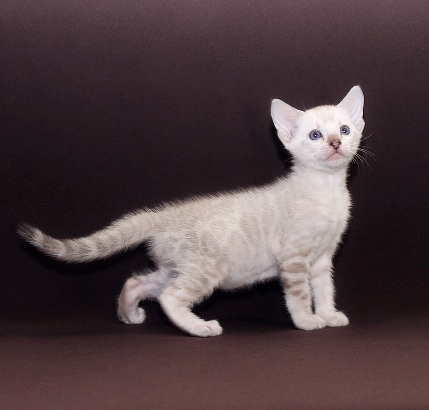 Prime Bengal