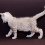 Prime-male-bengal-cat-puppy-for-sale-1 (3)