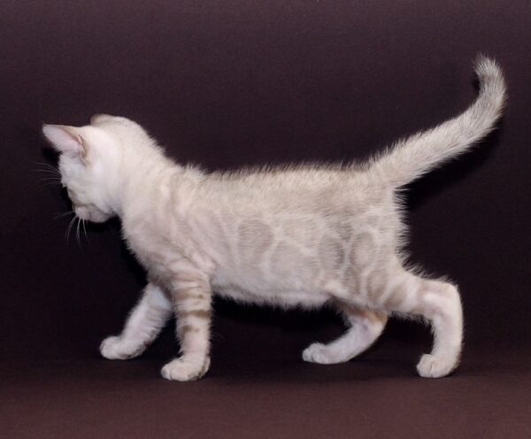 Prime Bengal