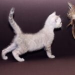 Prime-male-bengal-cat-puppy-for-sale-1 (4)