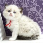 Quantum-male-ragdoll-cat-puppy-for-sale-1 (1)
