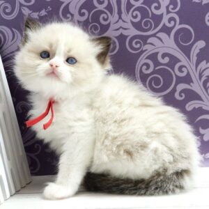 Quantum Ragdoll