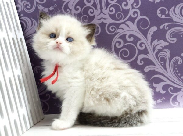 Quantum Ragdoll