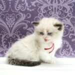 Quantum-male-ragdoll-cat-puppy-for-sale-1 (2)