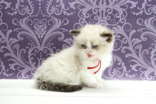Quantum Ragdoll