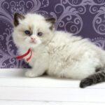 Kvest Ragdoll