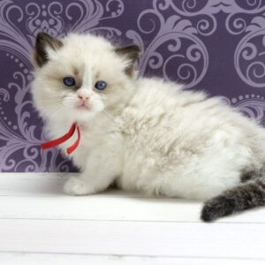 Quantum Ragdoll