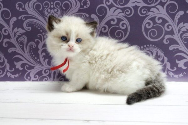 Quantum Ragdoll