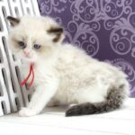 Quantum-male-ragdoll-cat-puppy-for-sale-1 (4)