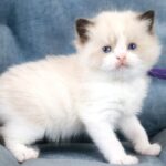 Snickers Ragdoll