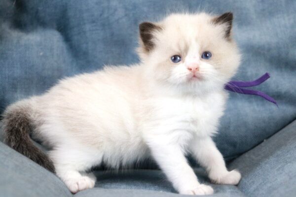 Quasar Ragdoll