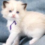 Quasar-male-ragdoll-cat-puppy-for-sale-1 (2)