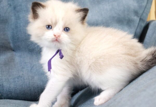 Quasar Ragdoll