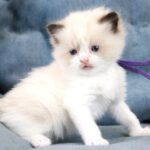 Quasar-male-ragdoll-cat-puppy-for-sale-1 (3)