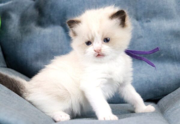 Quasar Ragdoll