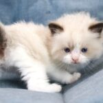 Quasar-male-ragdoll-cat-puppy-for-sale-1 (4)