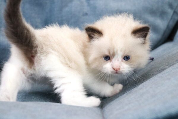 Quasar Ragdoll