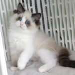 Ralph-male-ragdoll-cat-puppy-for-sale-1 (1)
