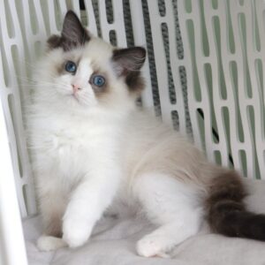 Ralph Ragdoll