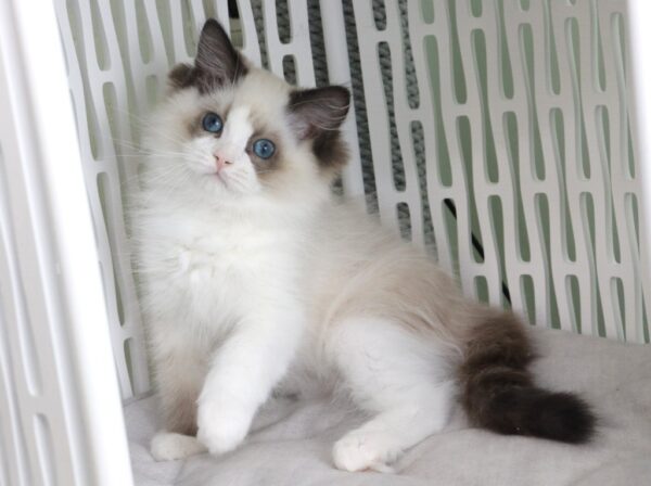 Ralph Ragdoll