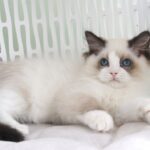 Ralph-male-ragdoll-cat-puppy-for-sale-1 (2)