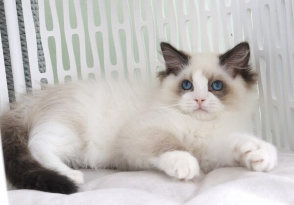 Ralph Ragdoll