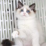 Kito Ragdoll