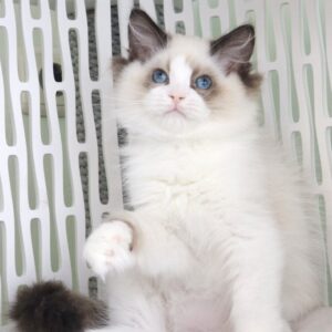 Ralph Ragdoll